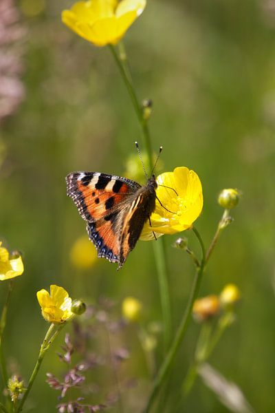 Papillon Atalanta | Nature néerlandaise par Kimberley Helmendag