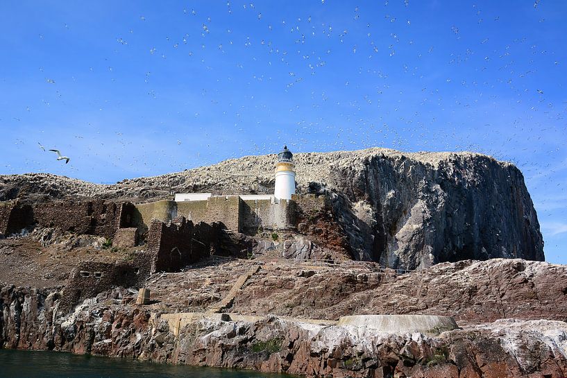 Northern Gannets on Bass Rock by Gisela Scheffbuch