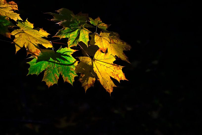 Maple by Thomas Jäger