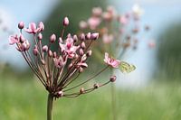 Schwanenblume mit Schmetterling im Feld am Grabenrand