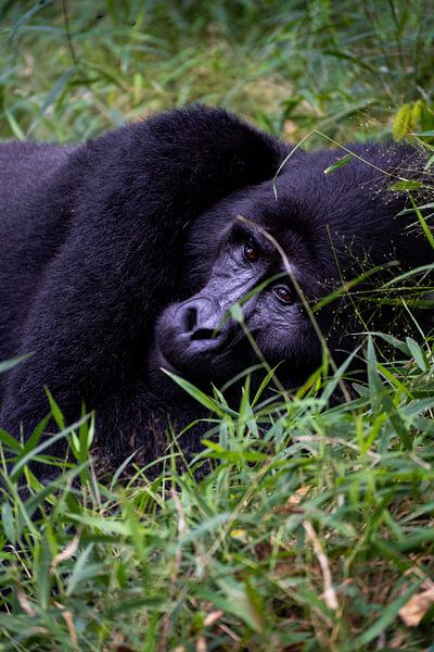 Portrait d'un gorille au repos par Sascha Bakker