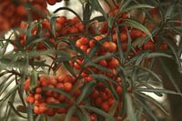 Orange buckthorn bush detail