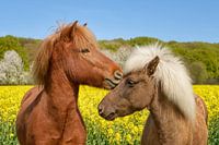 IJslandse Paarden Knuffelen in een Lenteweide