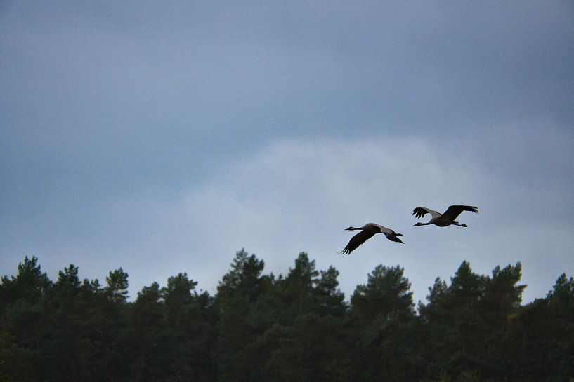 Kraniche fliegen über einen Wald von Martin Köbsch
