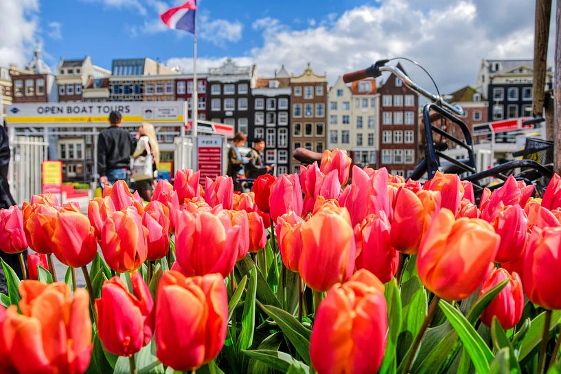 Tulpen aus Amsterdam von Peter Bartelings