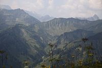 Alpenpanorama mit Wiese