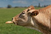 Kuh mit Baguette oder Zigarre?