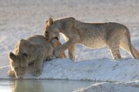 Young lions at waterhole etosha