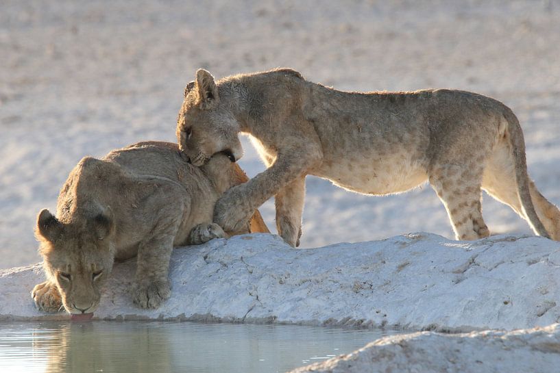 Young lions at waterhole etosha by Petervanderlecq