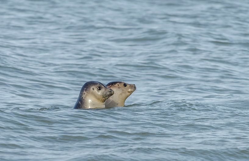 Robben nach Pflege freigelassen von Ans Bastiaanssen