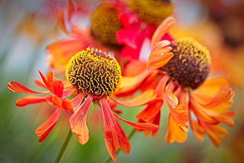 Echinacea par Rob Boon