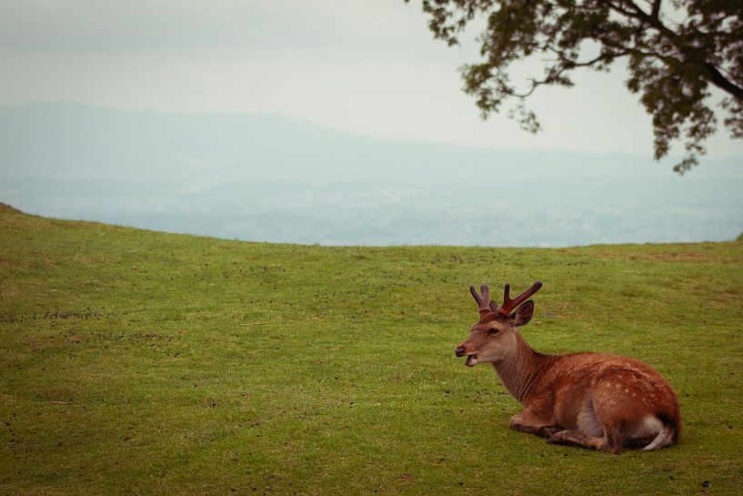 Japanese Sika deer by BL Photography
