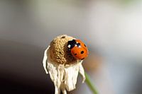 Ladybug