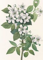 Highbush Blackberry From North American Wildflowers (1925) Door Mary Vaux Walcott.