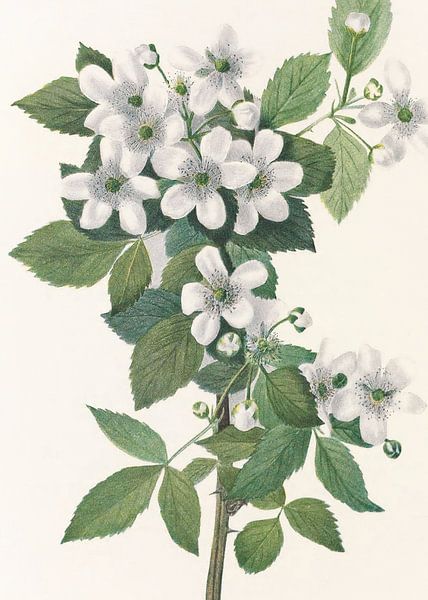 Highbush-Brombeere aus North American Wildflowers (1925) von Mary Vaux Walcott. von Pictufy 