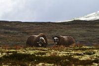 2 Musk oxen in Dovrefjell national park, Norway