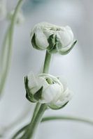 Geschlossene Trossen