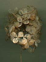 Murmures de fin d'été - hortensia 3