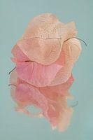 Pile of pastel-coloured leaves of the Bougainvillea