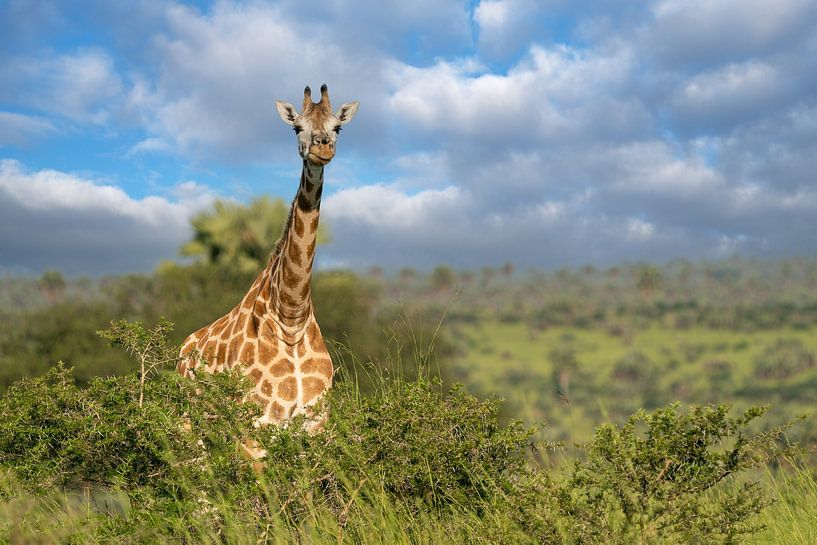 Baringo Giraffe (Giraffa camelopardalis), Murchison Falls National Park, Uganda von Alexander Ludwig