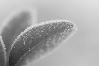 Ripe in black and white