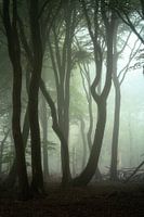 La marche du matin ....