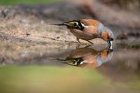 Buchfink, Vogel, Bird, Chaffinch