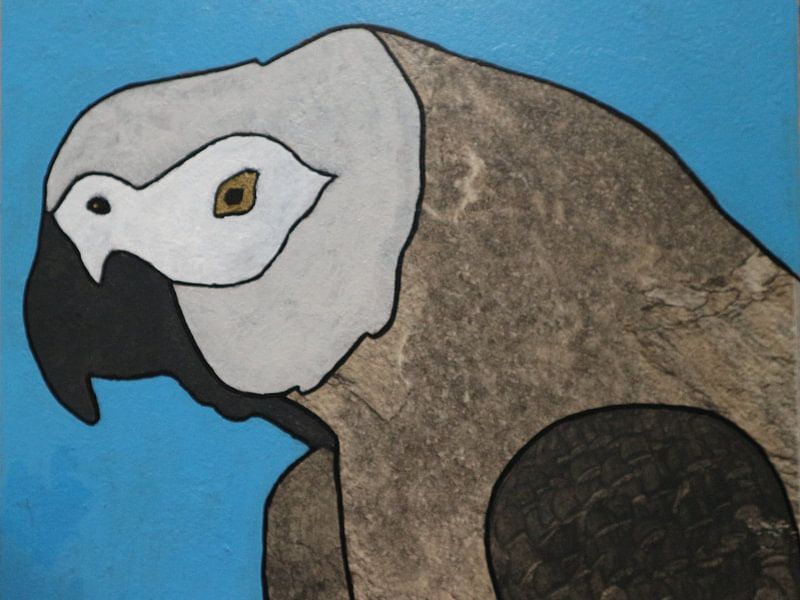 Grauer Papagei von hou2use