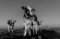 Cows in morning fogg