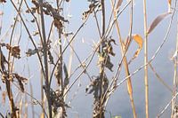 Getrocknetes Schilfrohr in Nahaufnahme