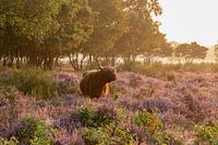 Scottish highlander Westerheide Hilversum