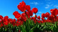Dutch flowers in red (Tulpen)