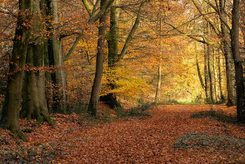 Autumn, Forest of Autumn Colours. by Gert Hilbink