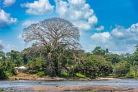 L'arbre Kapok ou Kankantrie sur la rivière Suriname