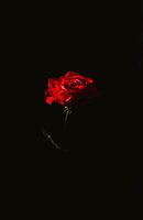 Red Rose Still Life