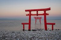 The Torii gates of Tara that lead you into the ocean
