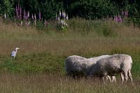 Schapen en reiger in natuurgebied Zwillbrocker Venn net over de grens bij Eibergen