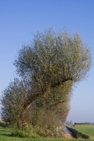 Geschwungene Bäume Kunst. von Anjo ten Kate