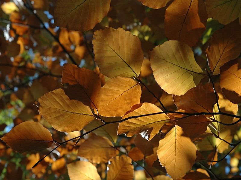 Colourful autumn leaves by Rini Kools