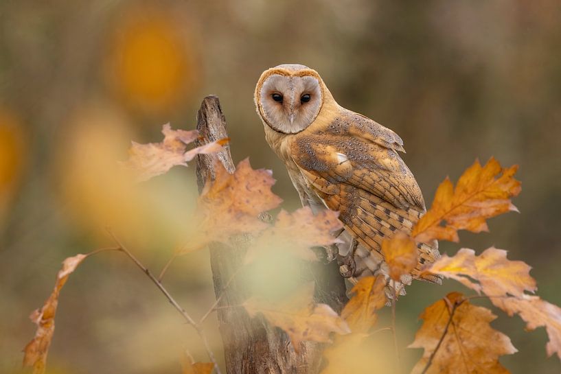 barn owl among autumn leaves by Ina Hendriks-Schaafsma