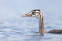 Young grebe