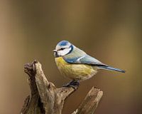 Blue tit
