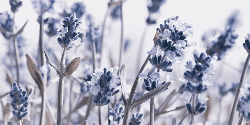 Lavendel von Violetta Honkisz