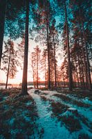 Schweden Wald im Winter