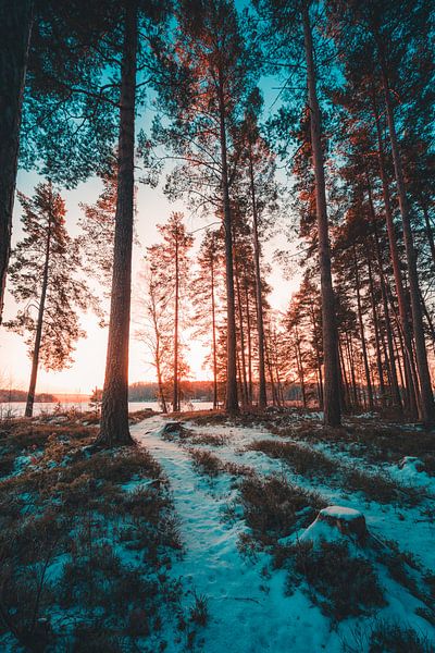 Schweden Wald im Winter von Andy Troy