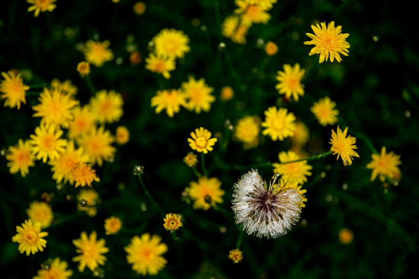 Pissenlit après la pluie par Annemarie Goudswaard