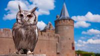 Owl at castle muiderslot