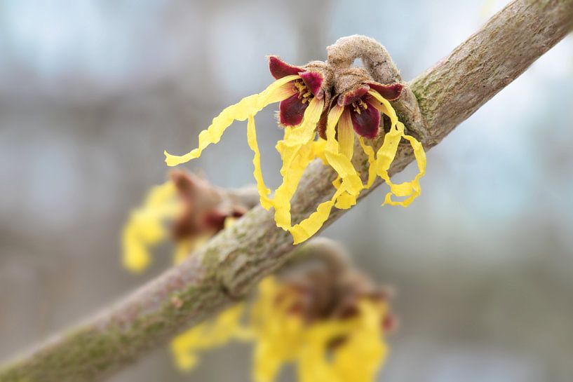 hamamélis (hamamelis mollis) en fleurs, fleurs jaunes de la plante médicinale sur fond flou de bokeh par Maren Winter
