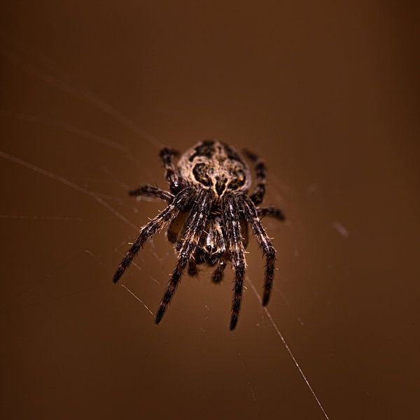 spider in net brown background by scott van maurik