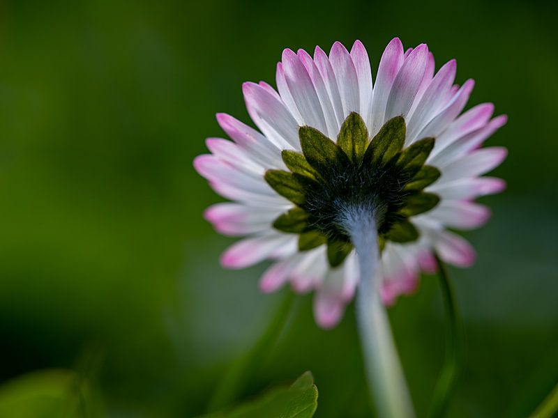 Daisies from below by Andreas Müller